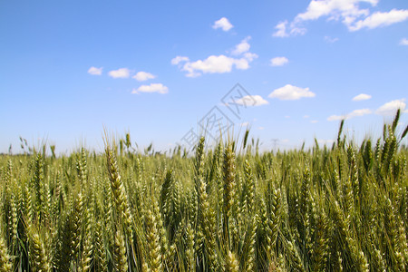 夏季蓝天下的小麦田背景图片