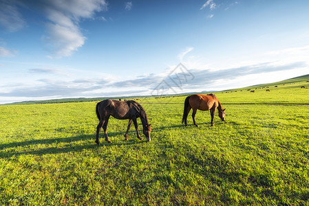 两匹马呼伦贝尔大草原背景