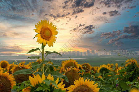 葵花插画辽宁花园口向日葵图片背景