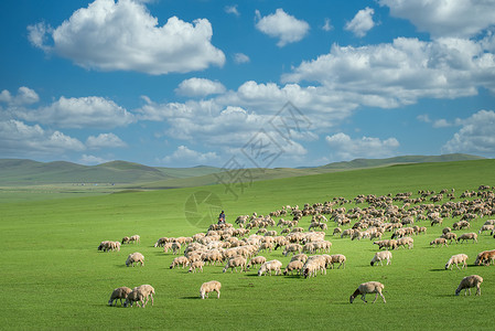 放羊娃呼伦贝尔大草原背景