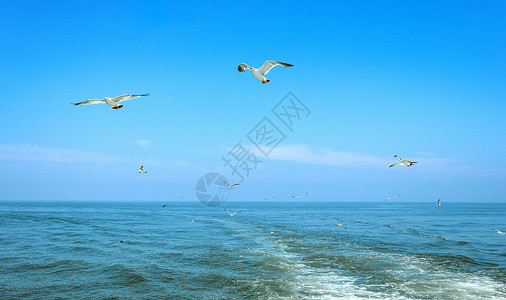 带你去高飞大海中飞翔的海鸥背景
