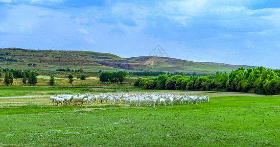 牧羊者内蒙古草原牧场背景