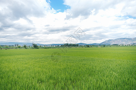 云南水稻稻田背景