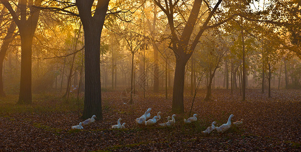 秋日傍晚归家的鹅群背景图片