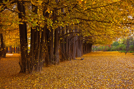 立秋的落叶秋日银杏树林里的暖阳背景