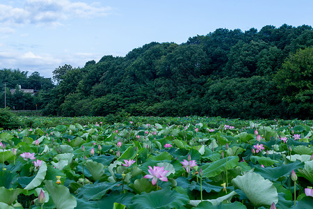 大片荷花田池塘荷田高清图片