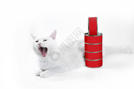 宠物用品猫罐头背景图片