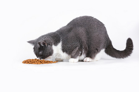 猫用品蓝白英短吃猫粮背景