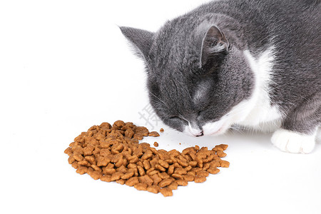 猫用品蓝白英短吃猫粮背景