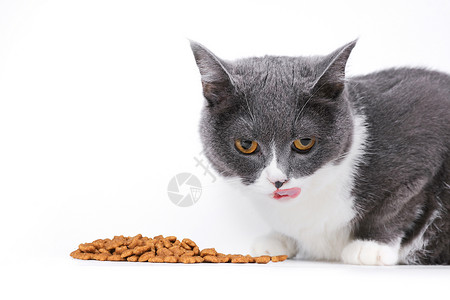 蓝白英短吃猫粮高清图片