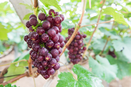 生态果园有机葡萄种植大棚背景