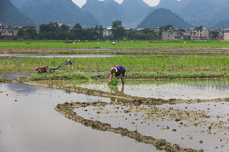 农民插秧水稻负泥虫高清图片