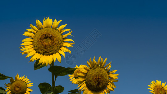 圆形花朵对话框向日葵花背景