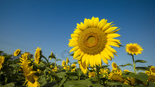 圆形花朵对话框向日葵花背景