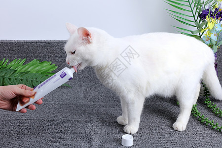 白猫手宠物用品化毛膏背景