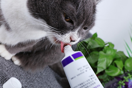 猫咪化毛膏宠物用品化毛膏高清图片