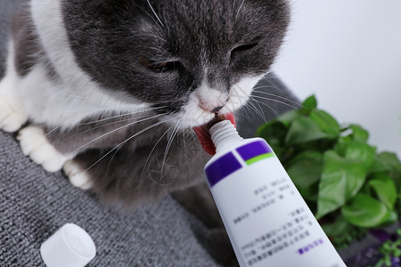 猫咪化毛膏电商化毛膏高清图片