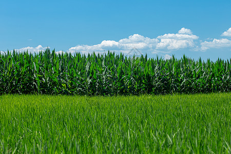 乡村稻田地和玉米地高清图片
