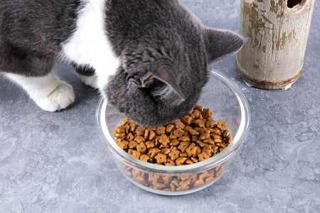 宠物用品猫粮电商专用背景图片