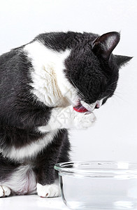 电商蓝宠物英短猫咪喝水电商素材背景