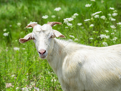 羊图腾夏日食草羊背景