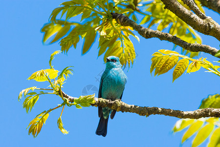 蓝背鹦鹉美丽的野生鸟类背景