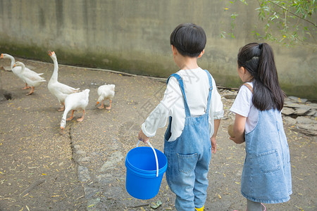小男孩抬着水桶小朋友们农场喂鹅背景