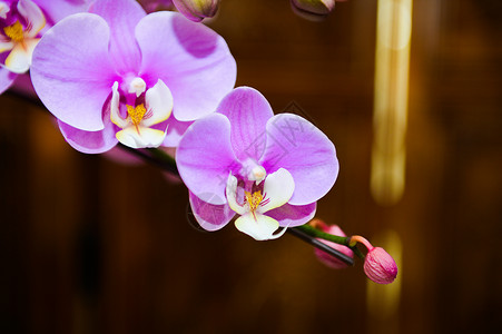 盛开的兰花紫色盆栽花高清图片