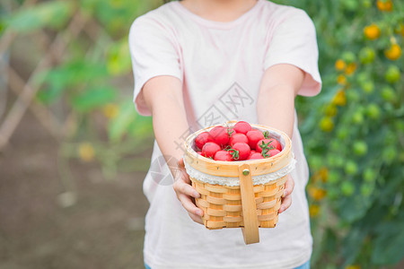 手绘一篮草莓戴帽子小女孩手捧一篮小西红柿特写背景