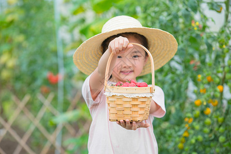 摘草莓的女孩女孩手提满满一篮小西红柿背景