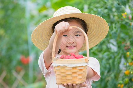 摘草莓的小女孩女孩手提满满一篮小西红柿背景