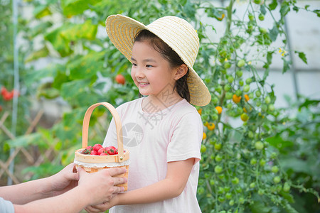 女孩在果园被赠予一篮小西红柿背景
