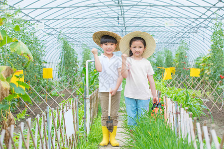 小朋友在蔬菜大棚参观图片