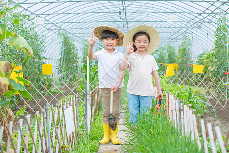 小朋友在蔬菜大棚参观图片