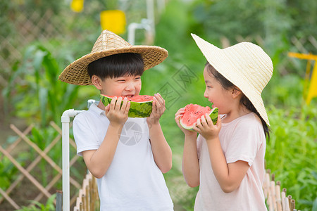 快乐的西红柿男孩和女孩在农场吃西瓜背景