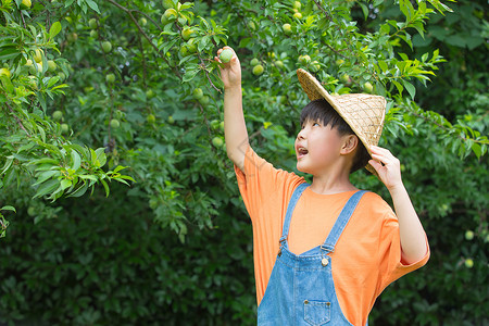 小男孩在果园开心摘水果高清图片