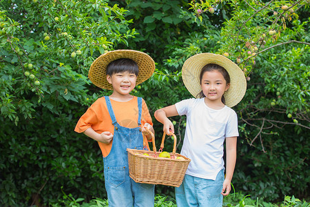 白露摘梨的男孩男孩女孩在农场摘满满一篮水果背景