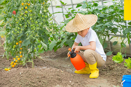 小男孩在蔬菜大棚里面用碰水壶给种子浇水图片