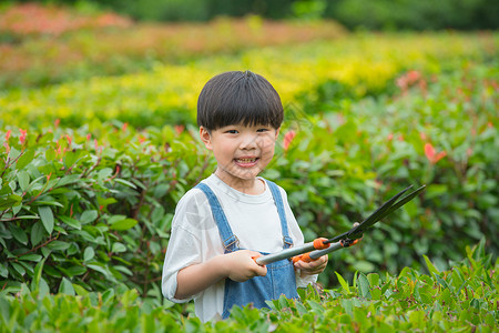 小男孩在树林间使用剪刀给植物修剪高清图片