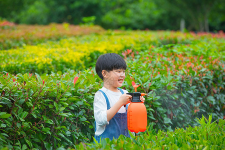 小男孩在植物从间使用喷水壶给植物浇水图片
