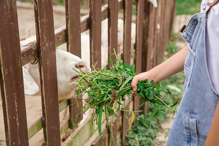 小女孩农场喂羊吃草高清图片