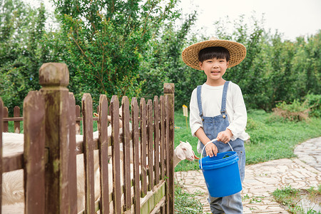 小男孩抬着水桶小男孩在农场喂动物背景