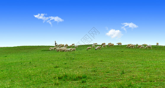 内蒙古草原牧场羊群图片