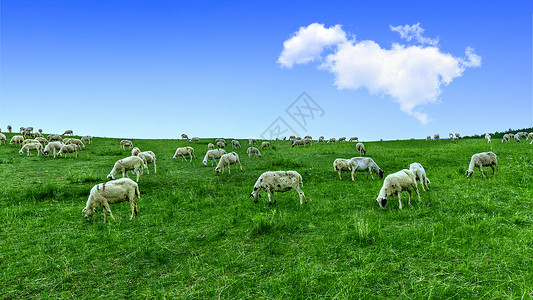 内蒙古草原牧场羊群图片