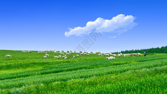 蓝天羊群内蒙古草原牧场羊群背景