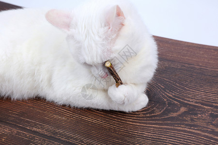 宠物用品木天蓼棒猫用磨牙棒高清图片