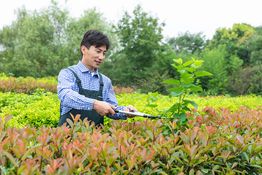 农夫工人修剪农场植物枝叶图片