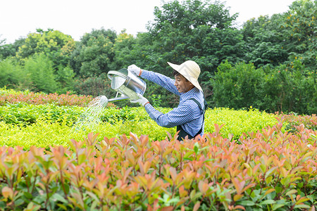 农场园丁提水桶为植物浇水背景