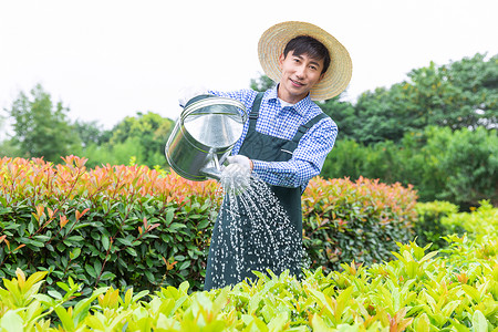 农场园丁提水桶为植物浇水背景