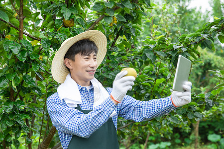 苹果产地产地果农线上电商直播销售水果背景